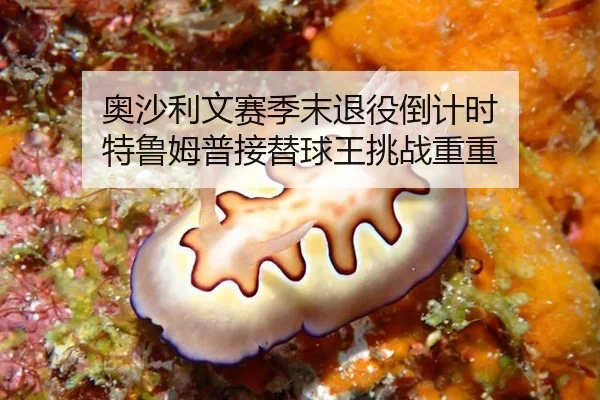 奥沙利文赛季末退役倒计时 特鲁姆普接替球王挑战重重